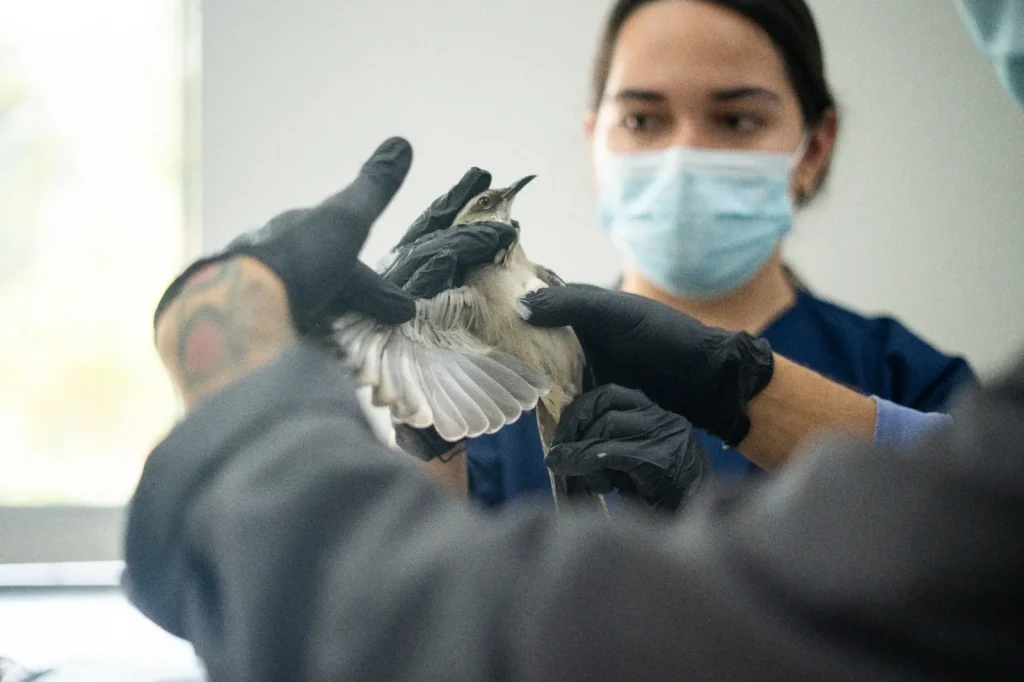 Veterinarios de Cornare atienden fauna silvestre en Antioquia dentro del CAV