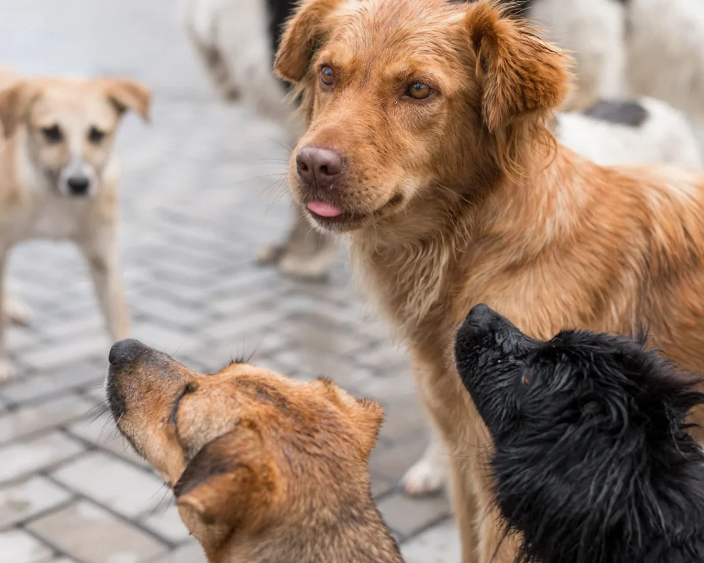 Perro mestizo adoptado feliz corriendo en un parque junto a sus cuidadores