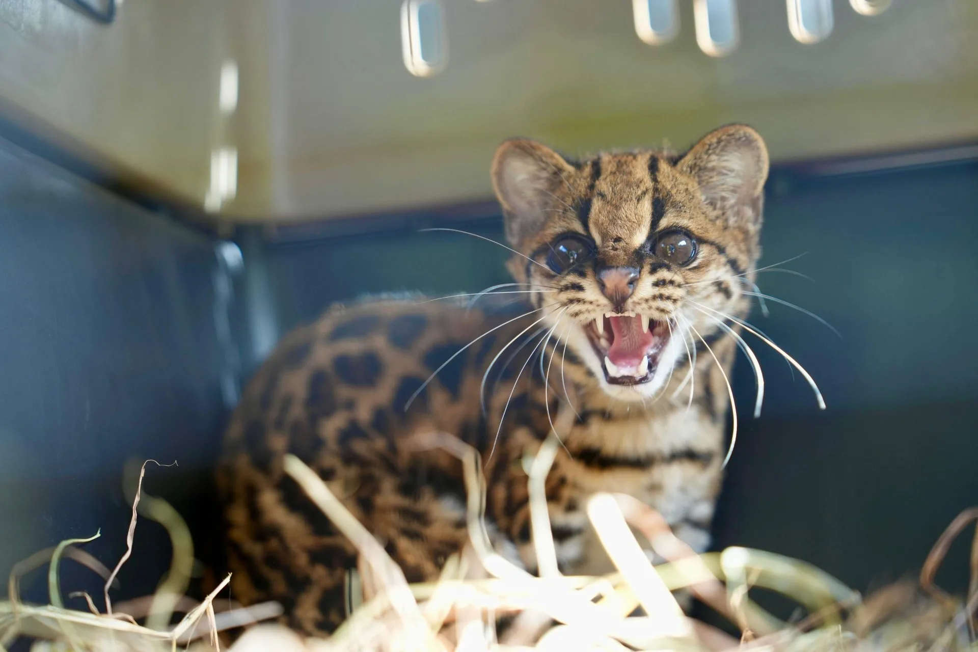 Hembra juvenil de ocelote liberada en un predio protegido con abundante cobertura boscosa en Antioquia