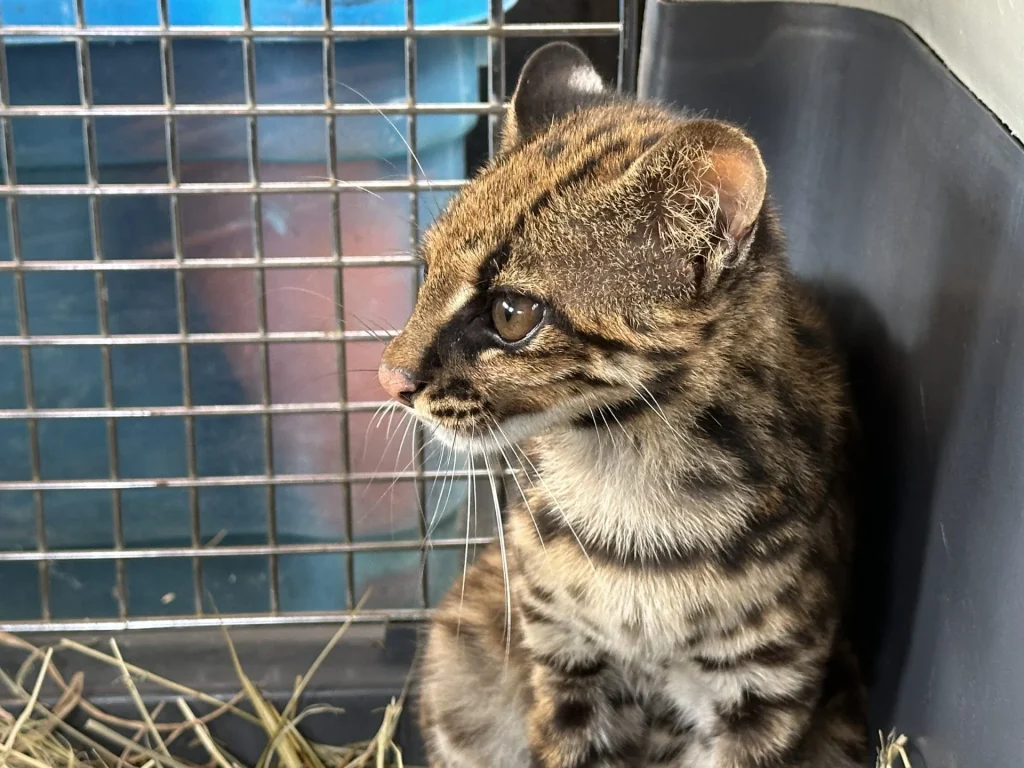 Hembra juvenil de ocelote liberada en un predio protegido con abundante cobertura boscosa en Antioquia