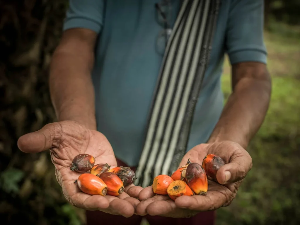 gricultor en una plantación mostrando frutos de palma protegidos bajo estándares de origen sostenible