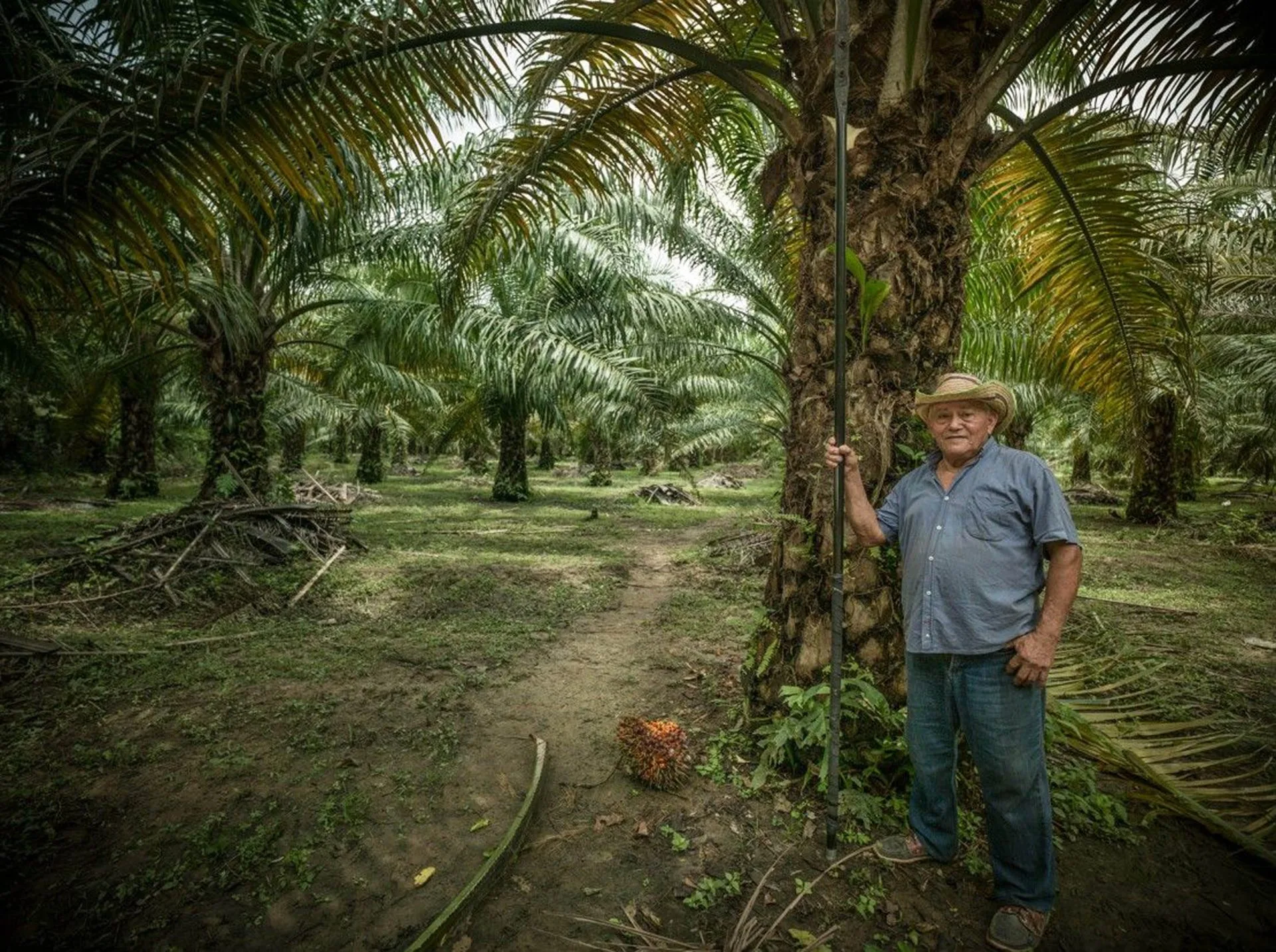 Agricultor en una plantación mostrando frutos de palma protegidos bajo estándares de origen sostenible
