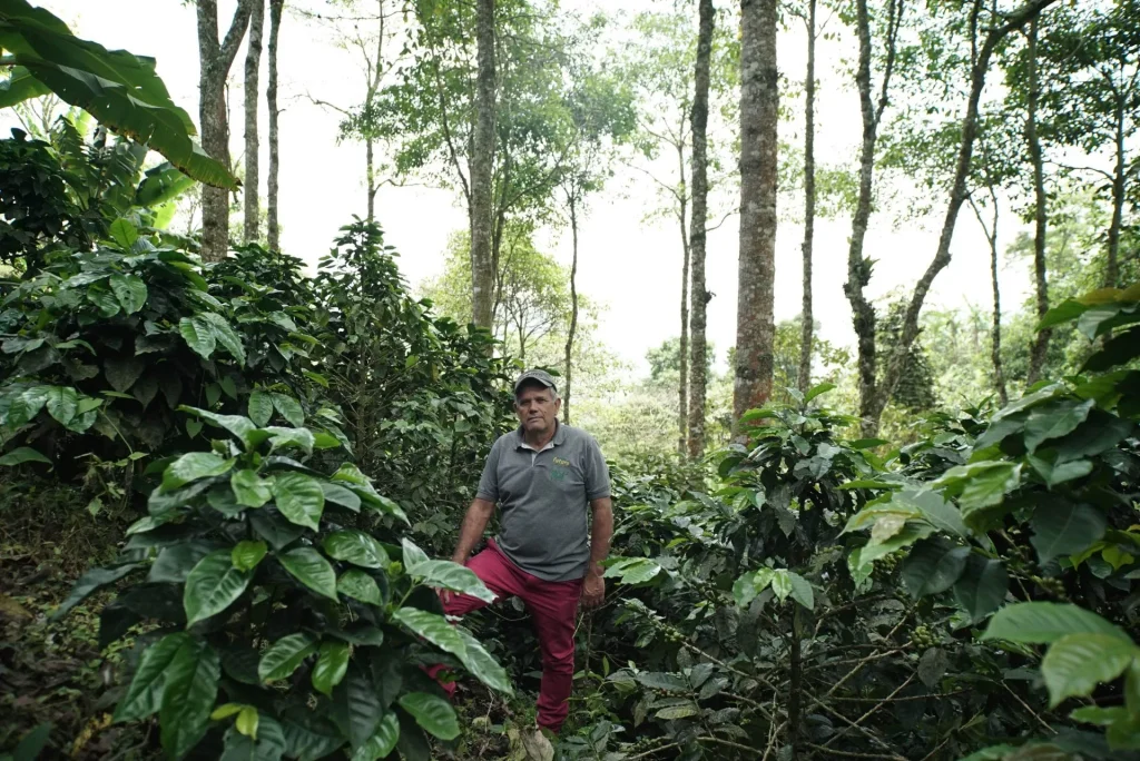 Caficultor trabajando en su cultivo de café bajo lineamientos de origen sostenible en Colombia