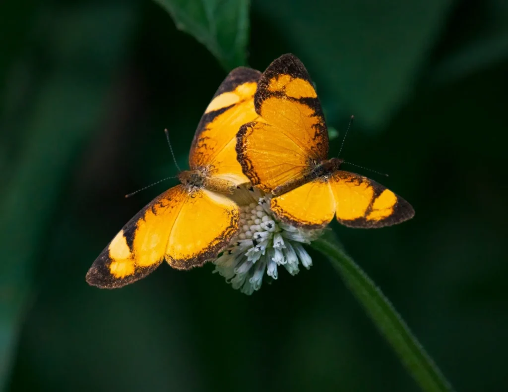 Dos coloridas mariposas endémica posadas sobre una flor silvestre en la los bosques de Valparaíso Antioquia para ilustrar la diversidad de mariposas en Colombia.