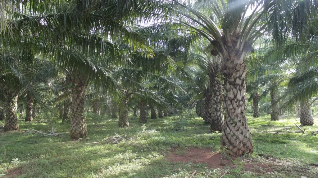 Un cultivo con biodiversidad rodeada de vegetación nativa en el campo colombiano como ejemplo de palma sostenible en Colombia.